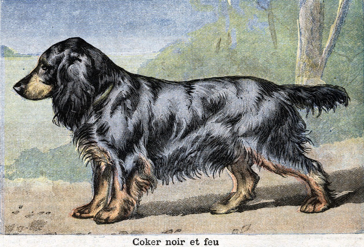 Lovecký pes: Černý kokr a oheň od Unknown artist