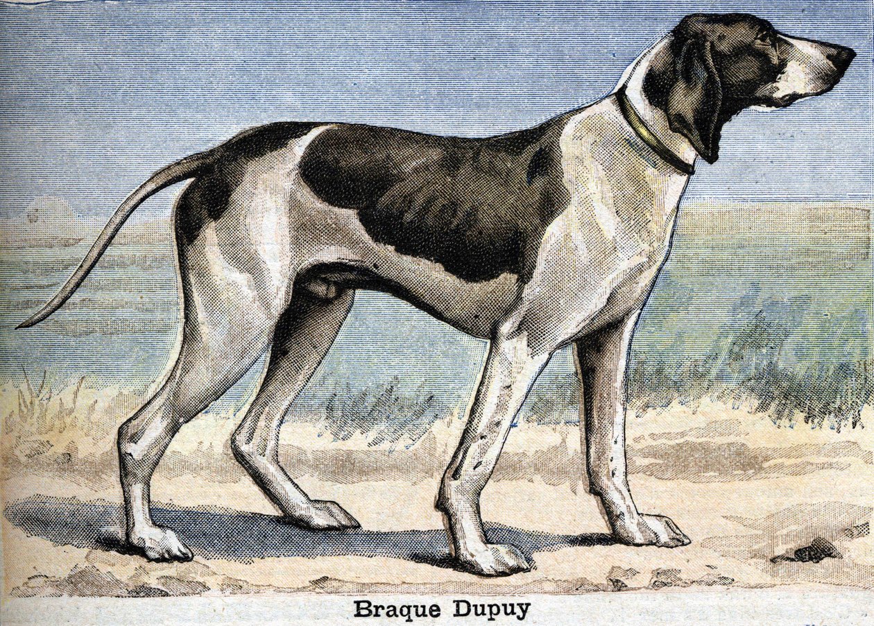 Lovecký pes: Braque Dupuy od Unknown artist