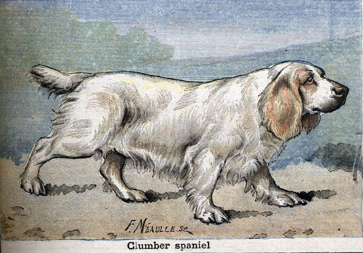 Lovecký pes: Clumber španěl od Unknown artist