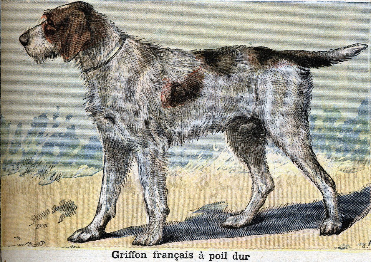 Lovecký pes: Francouzský grifonek tvrdosrstý od Unknown artist