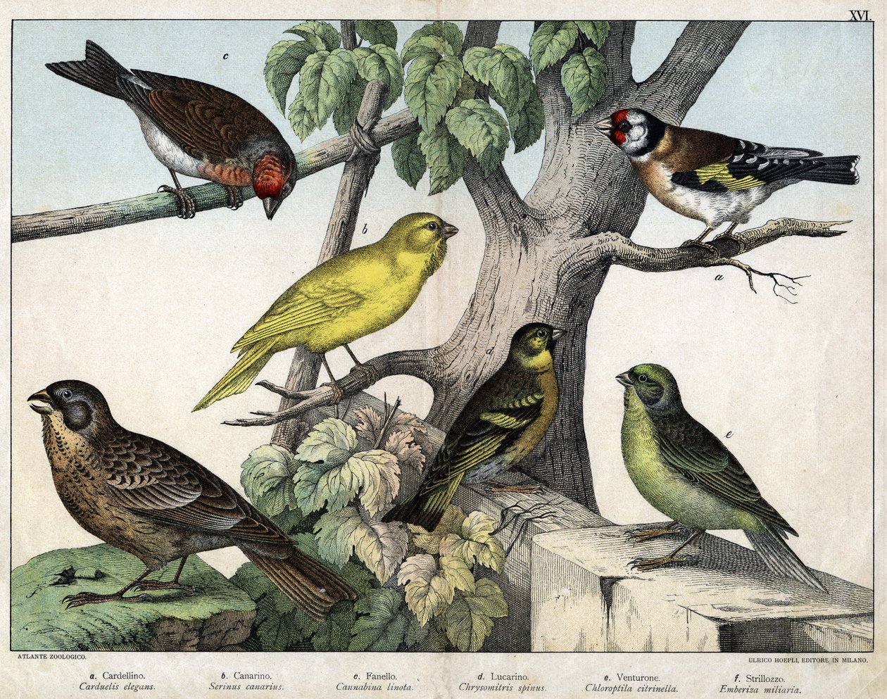 Ilustrace pro "Natural History of birds", ed. Hoepli, Milán od Unknown Artist