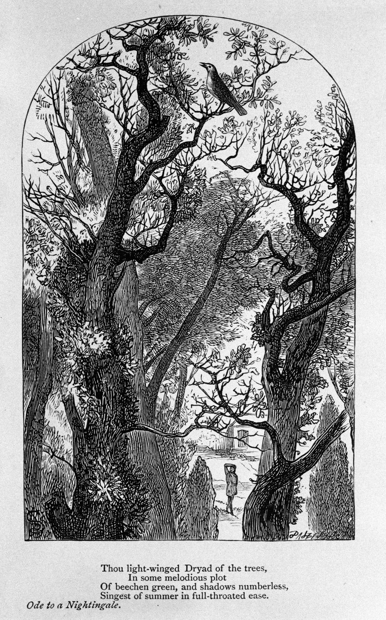 Ilustrace k „Ódě na slavíka““ od básníka Johna Keatse (1795-1821) 19. století od Unknown artist