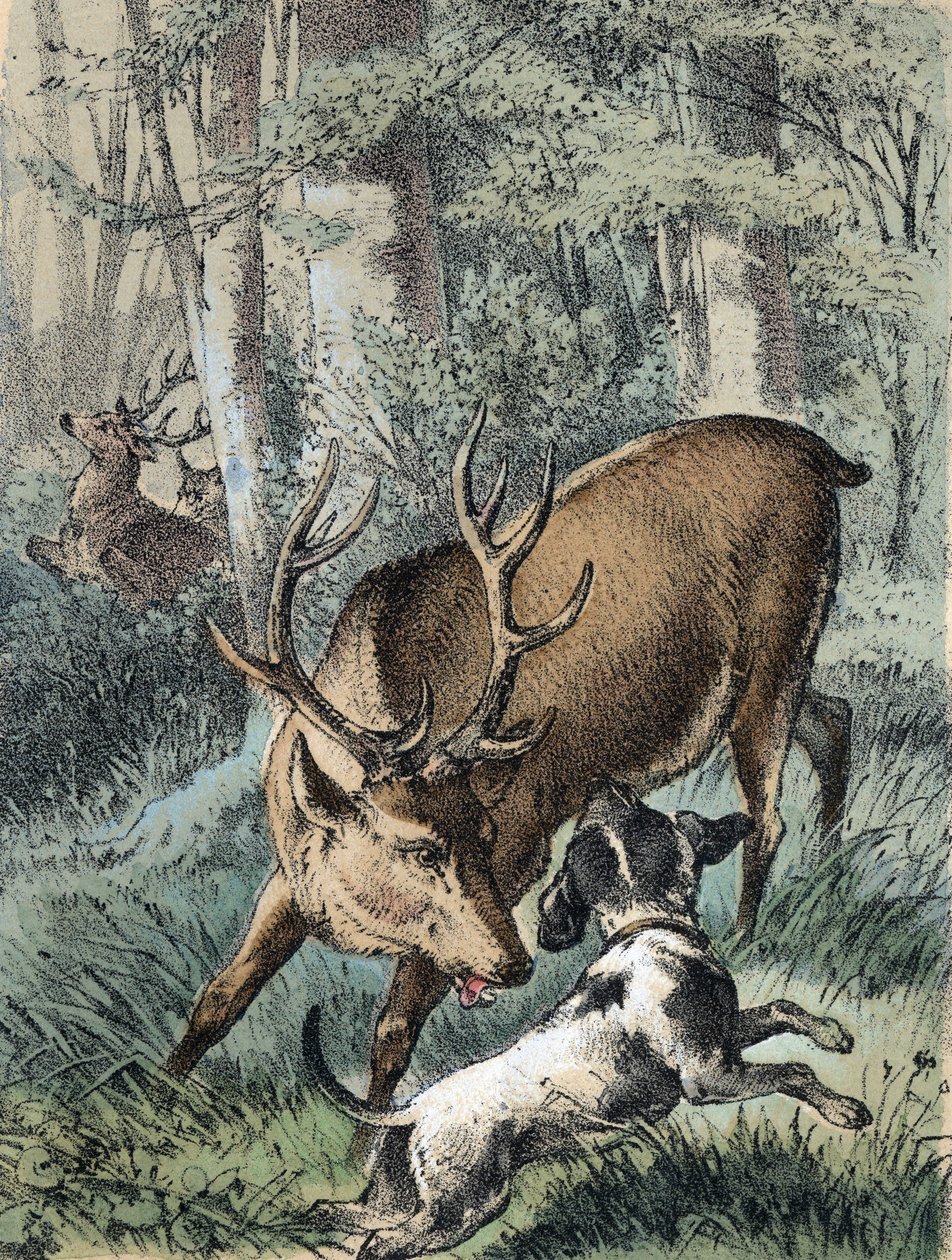 Ilustrace pohádek Franze Hoffmanna "" Pohádky a bajky - "" 2 jeleni"": jeden jelen utíká a druhý bojuje se psem. Chromolitografie 19. století. od Unknown artist