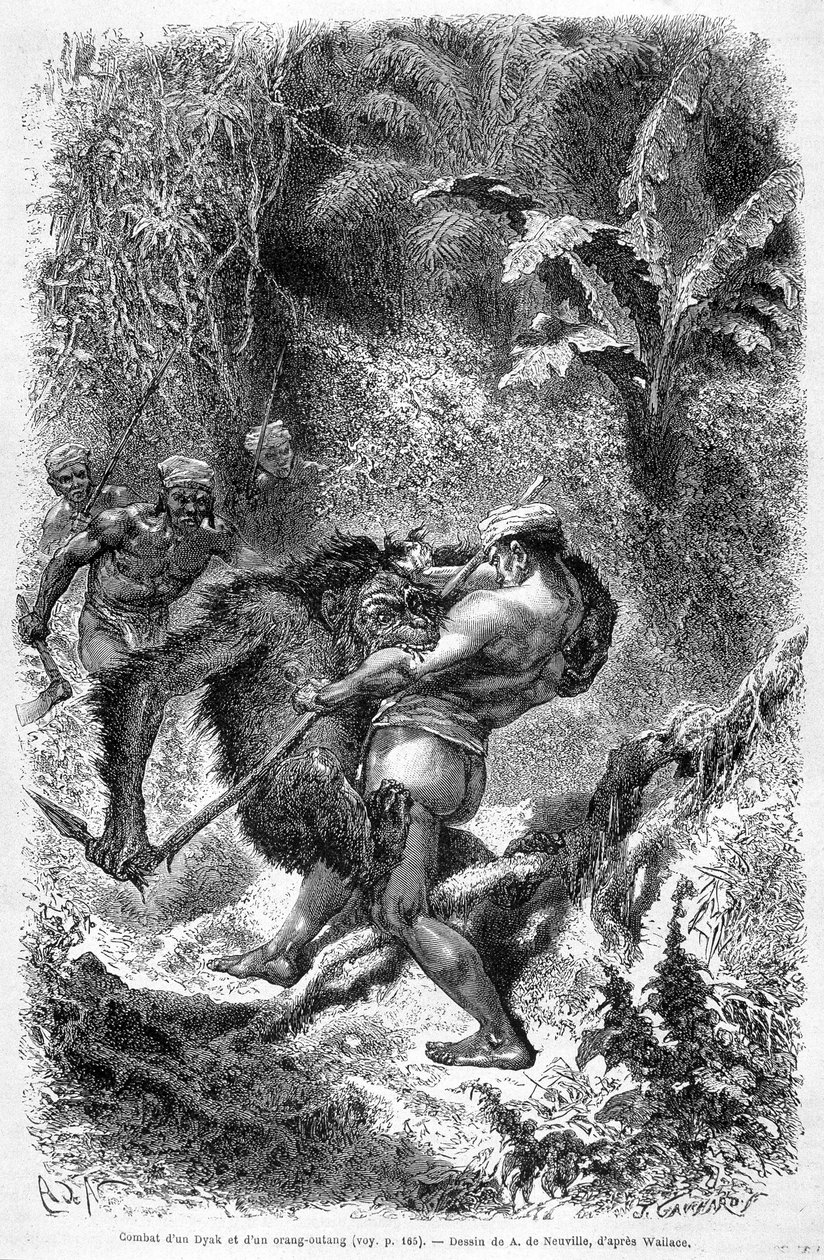 Ilustrace publikovaná ve vydání „Le Tour du monde“ z roku 1862 zobrazující bitvu mezi dayakem a orang outanem (orang-utan, orang outang, orang-utang) na ostrově Borneo. Rytina. od Unknown artist