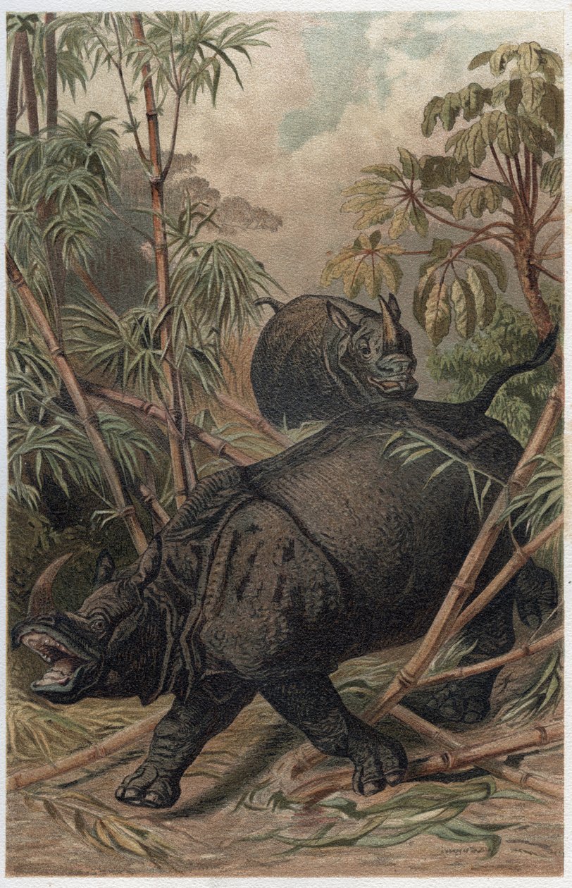 Nosorožec indický - Nosorožec indický (Rhinoceros unicornis) - rytina z „“Brehmova života zvířat”” od Alfreda Edmunda Brehma (1829-1884) od Unknown artist