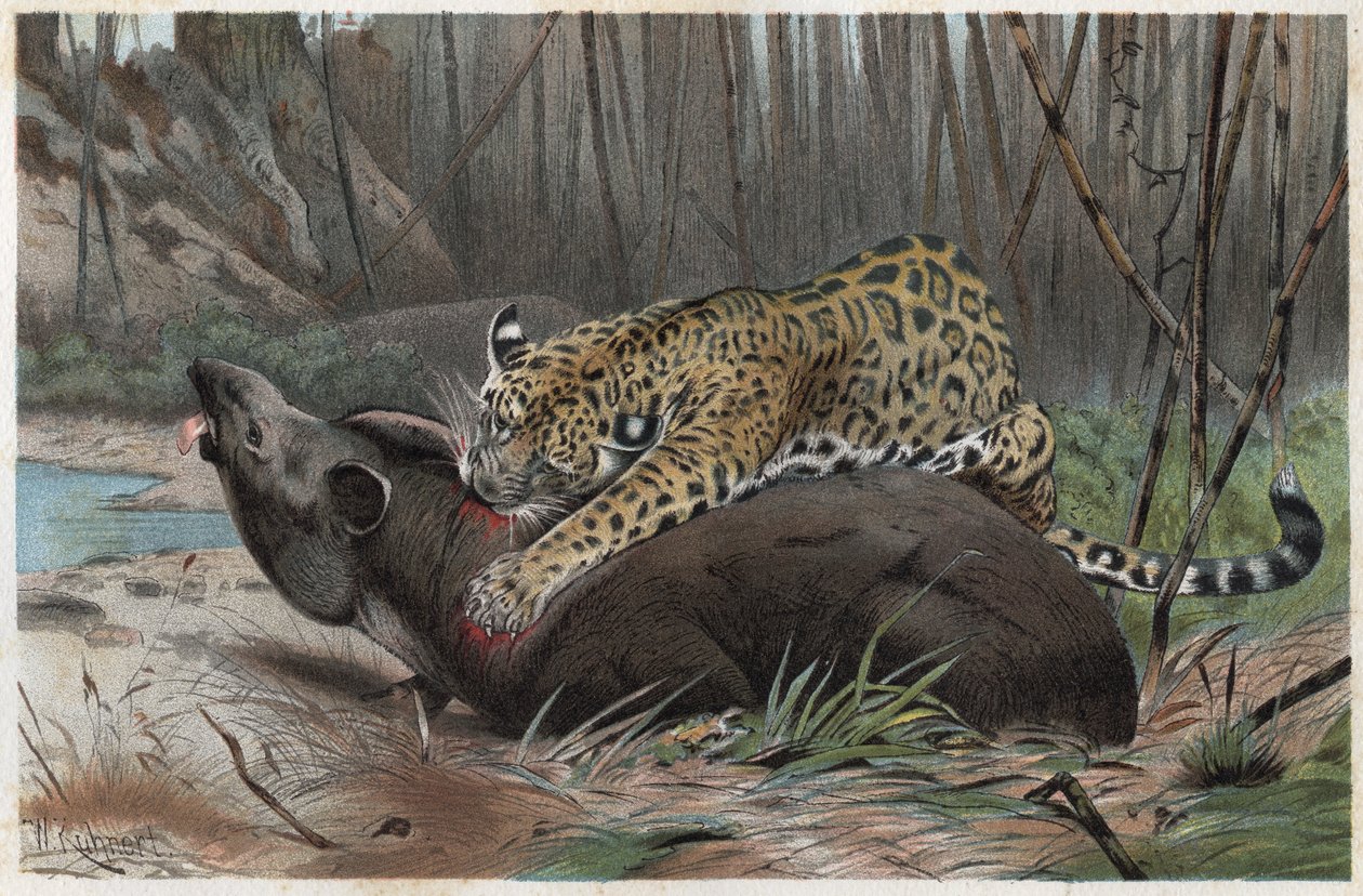 Jaguár (Panthera onca) - rytina z „“Brehmova života zvířat”” od Alfreda Edmunda Brehma (1829-1884) od Unknown artist