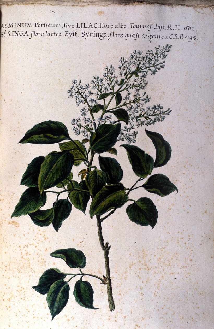 Jasmínová větev. Talíř z herbáře ze 17. století od Unknown artist