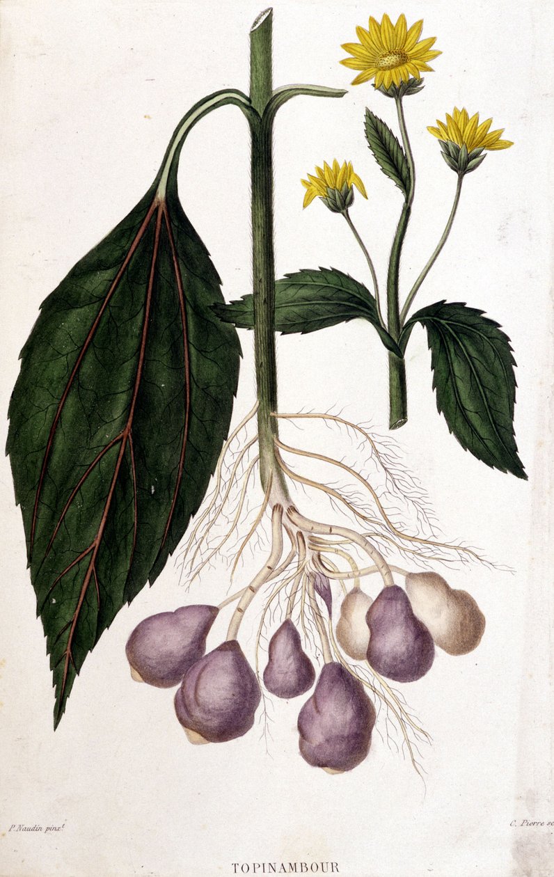Topinambur - botanická deska od Unknown artist