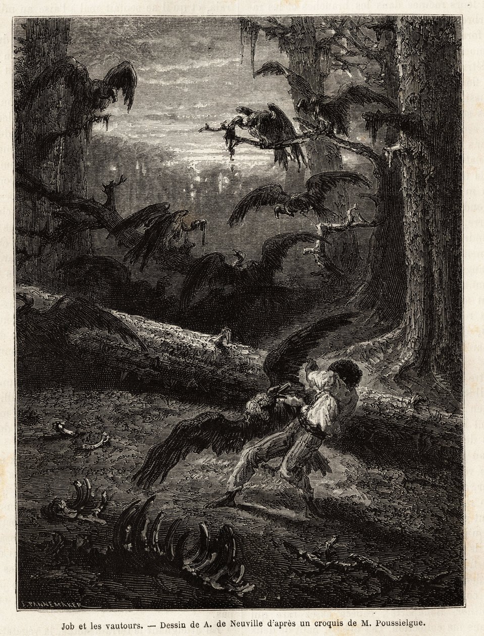 Job (cestovní společník redaktora), napaden supy. Rytina k ilustraci příběhu Quatre mois en Florida, od M. Pousselgue, v letech 1851-1852, publikovaná v „”le tour du monde””, pod vedením D