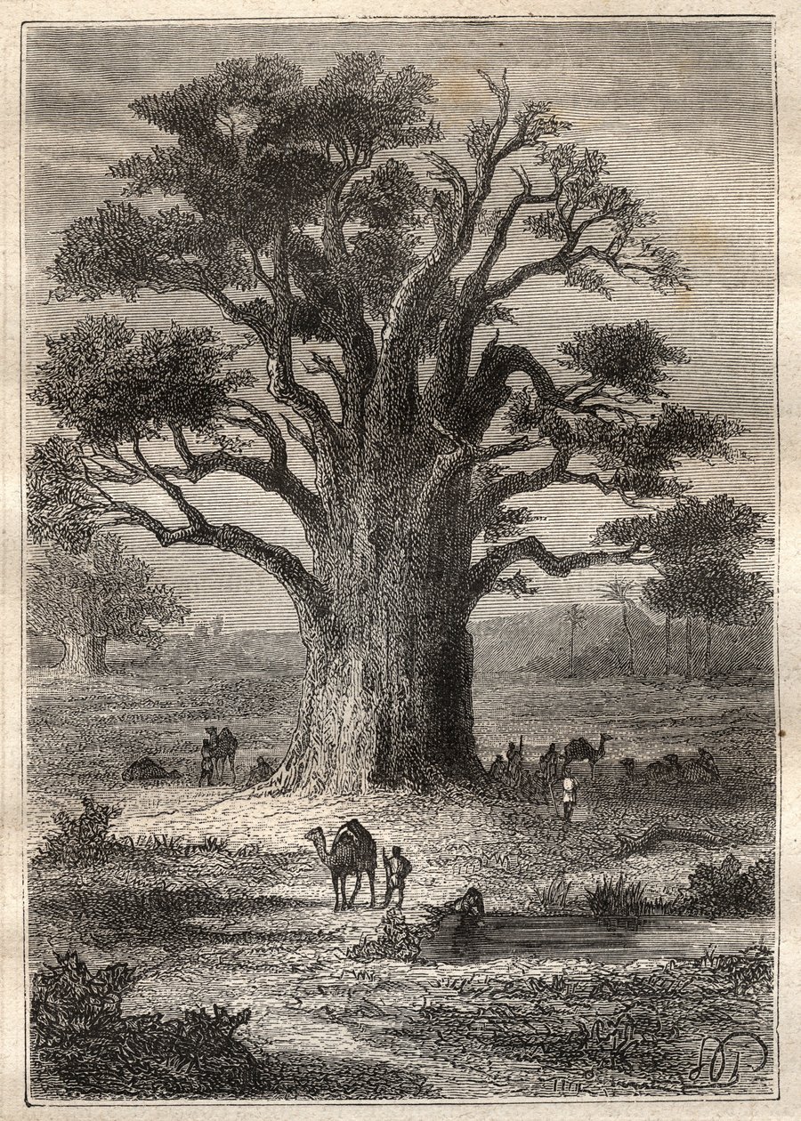Cesta (1798) Frederica Conrada (Konrada) Hornemanna (1772-1801) do Fezzanu (Libye): baobab - ilustrace převzata z „“Velkých námořníků 18. století“““ od Unknown artist