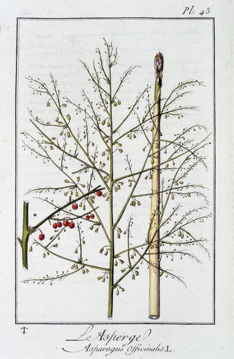 Chřest (Asparagus Officinalis) - v „Cvičení z botaniky pro obchodníky“, editoval J.C. Philibert, Imprimerie de Crapelet, Paříž od Unknown artist