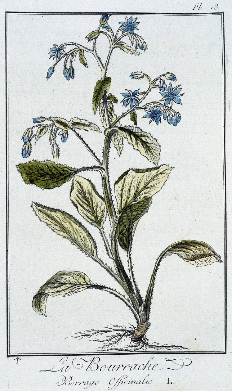 Brutnák lékařský (Borago Officinalis) - v „Cvičení z botaniky pro použití obchodníků“, napsal J. C. Philibert, Imprimerie de Crapelet, Paříž od Unknown artist