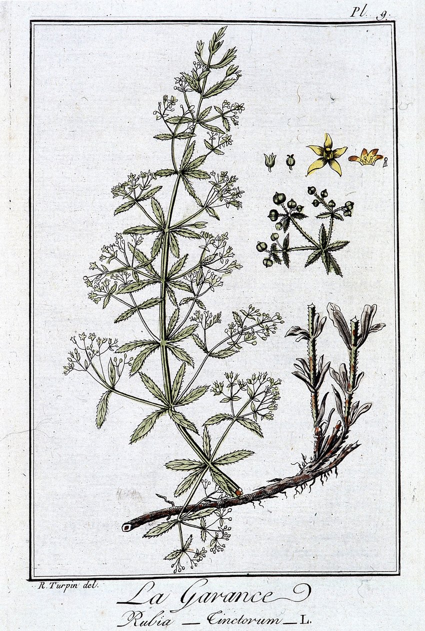 La Garance (Rubia Tinctorum) - v „Cvičení v botanice pro použití obchodníků“, napsal J. C. Philibert, Imprimerie de Crapelet, Paříž od Unknown artist