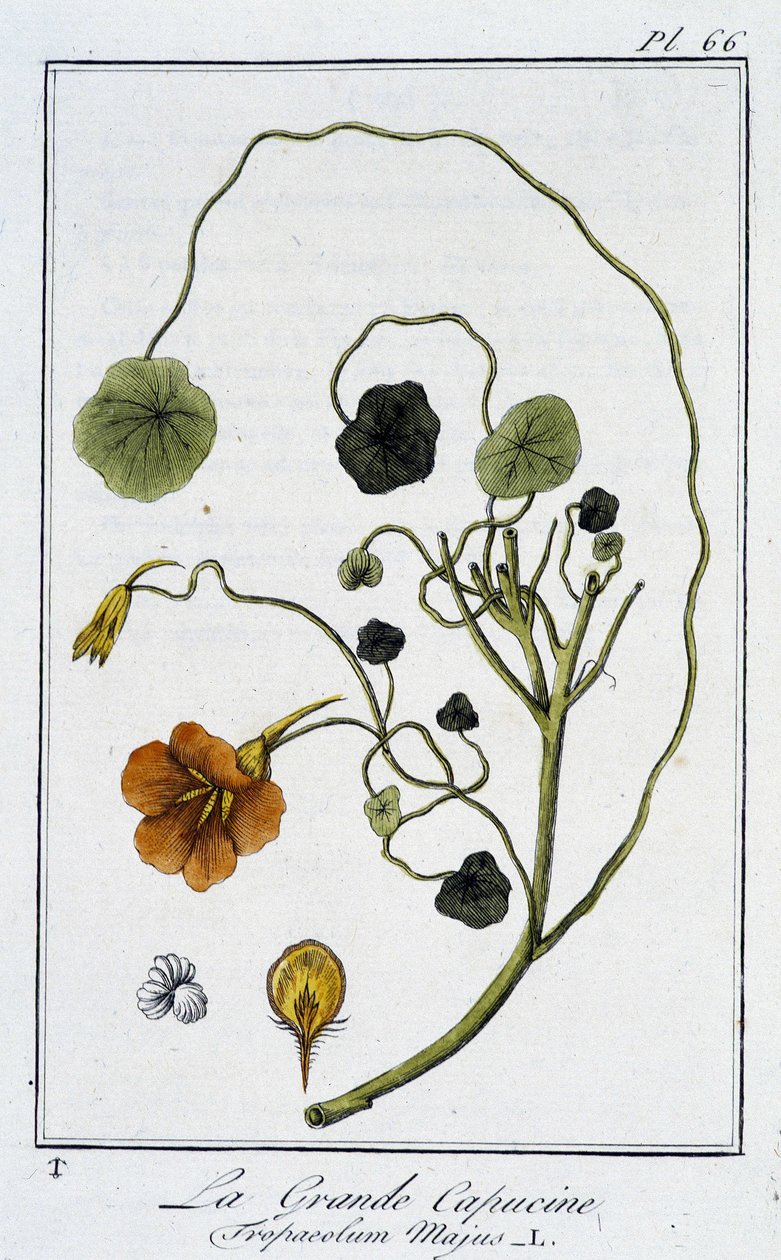 La Grande Nasturtium (Tropaeolum Majus) - v „Cvičení z botaniky pro použití obchodníků“, napsal J.C. Philibert, Imprimerie de Crapelet, Paříž od Unknown artist
