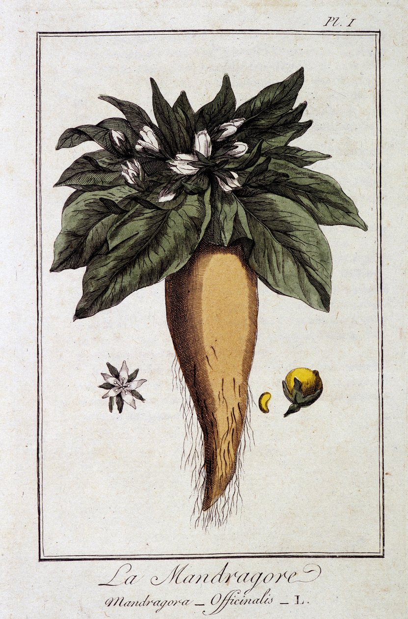 Mandragora (Mandragora Officinalis) - v „Cvičení z botaniky pro obchodníky“, editoval JC Philibert, Imprimerie de Crapelet, Paříž od Unknown artist
