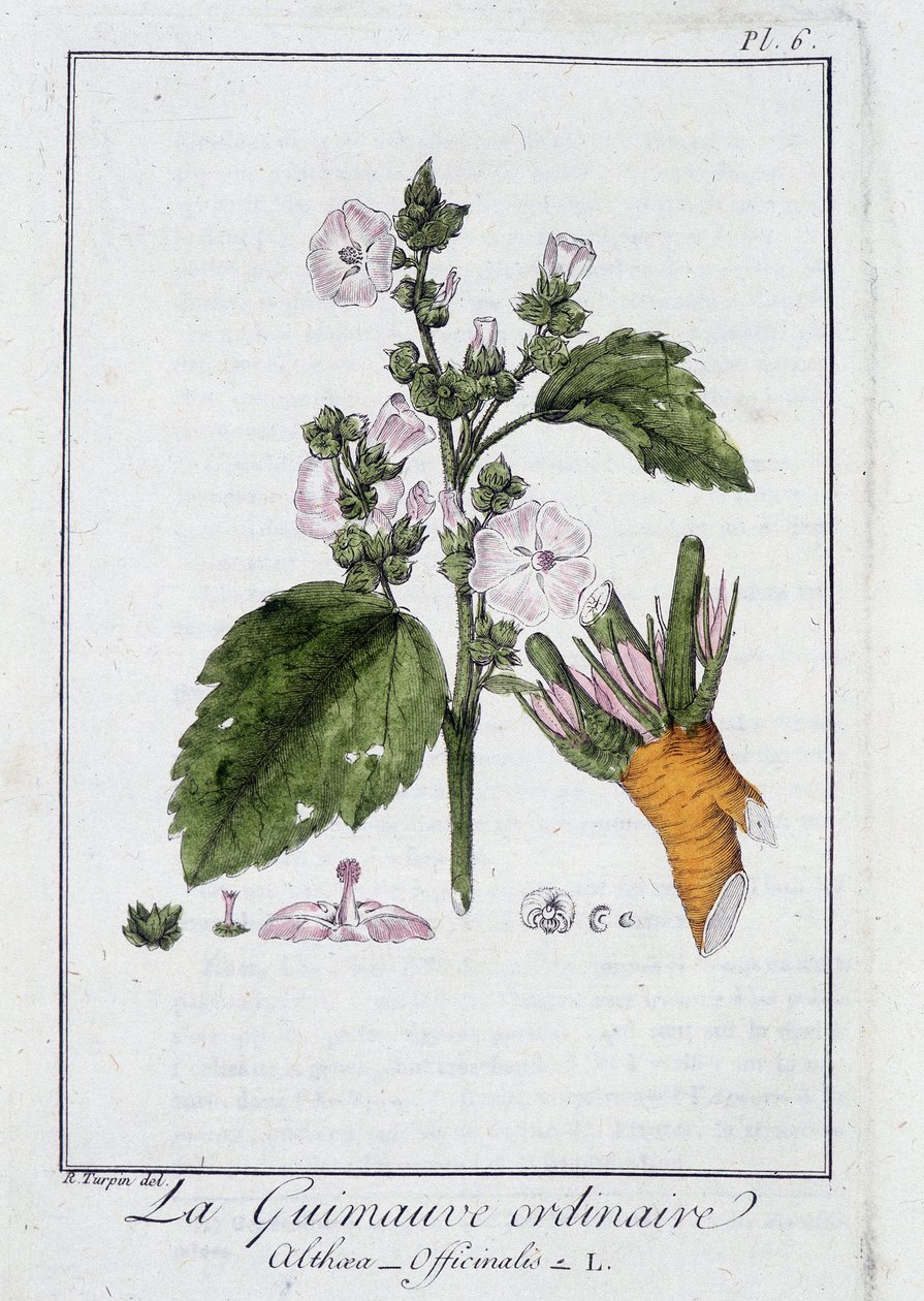 Proskurník obyčejný (Althaea Officinalis) - v „Cvičení z botaniky pro obchodníky“, editoval J.C. Philibert, Imprimerie de Crapelet, Paříž od Unknown artist