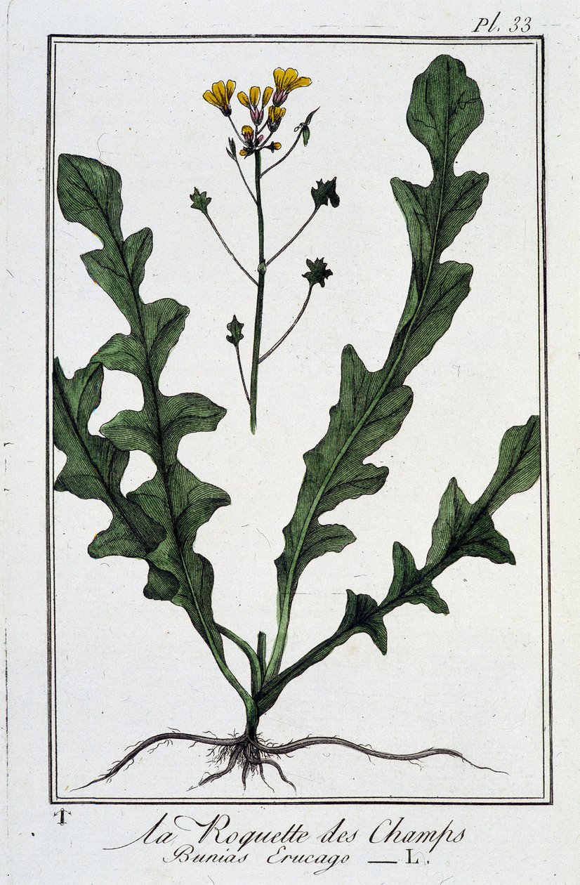 La Roquette des Champs (Bunias Erucago) - v „Cvičení z botaniky pro použití obchodníků“, napsal J.C. Philibert, Imprimerie de Crapelet, Paříž od Unknown artist