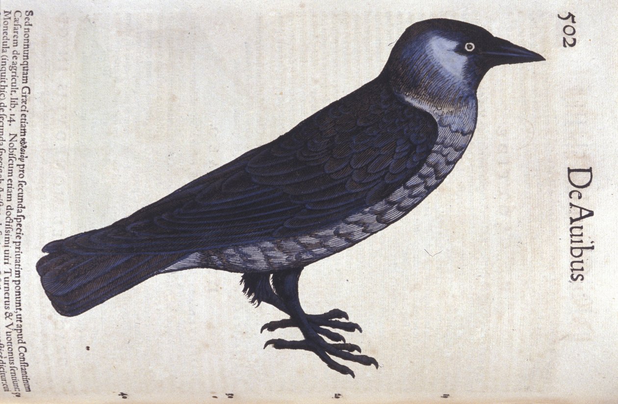 La choucas v Historia Animalium od Conrada Gesnera (1516 - 1565), Tiguri od Unknown artist