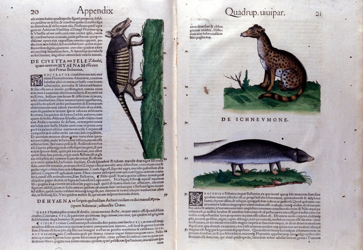La civette, la hyena a la mangouste, v Dějinách zvířat od Conrada Gesnera (1516 - 1565), Tiguri od Unknown artist