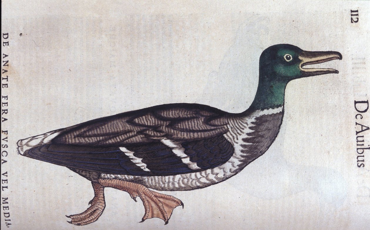 La ducard souchet v Historia Animalium de Conrad Gesner (1516 - 1565), Tiguri od Unknown artist