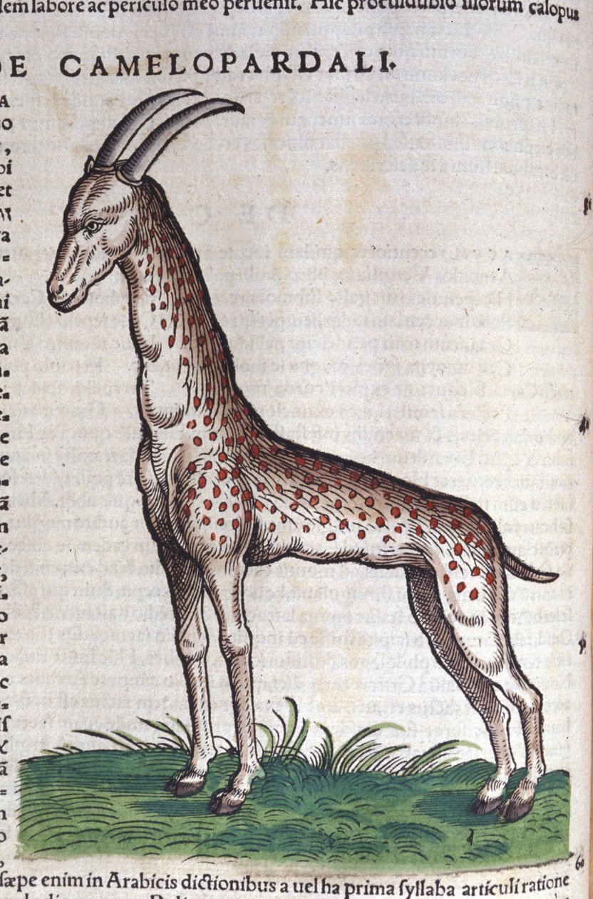 Žirafa. v Historia Animalium od Conrada Gesnera (1516 - 1565), Tiguri od Unknown artist