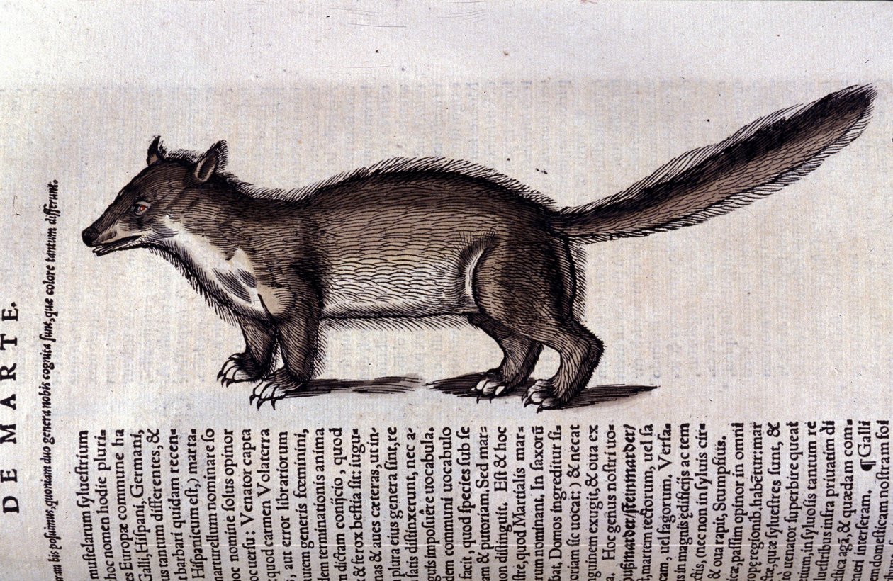 La martre (nebo marte) v Historia Animalium de Conrad Gesner (1516 - 1565), Tiguri od Unknown artist