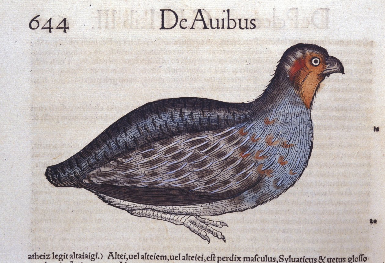 Koroptev v Historia Animalium od Conrada Gesnera (1516 - 1565), Tiguri od Unknown artist
