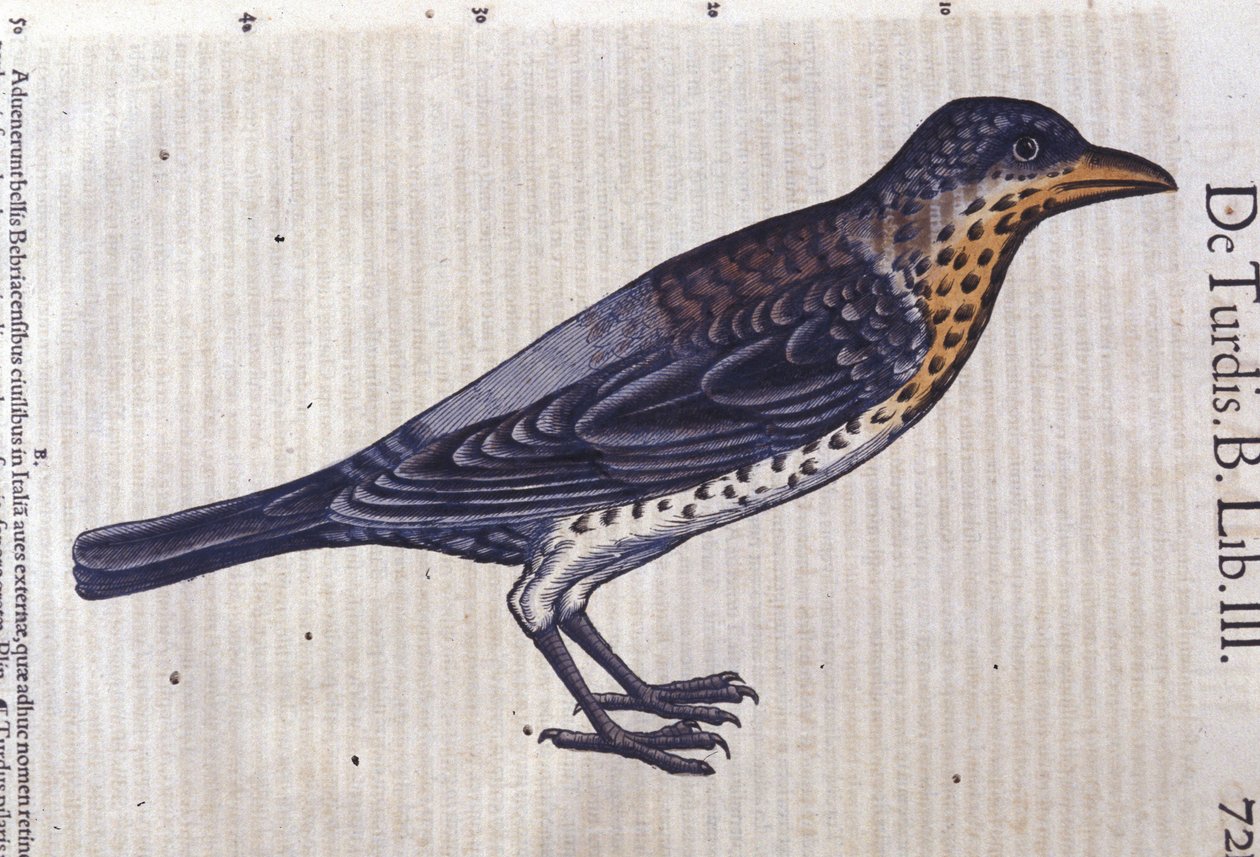Drozd v Historia Animalium od Conrada Gesnera (1516 - 1565), Tiguri od Unknown artist