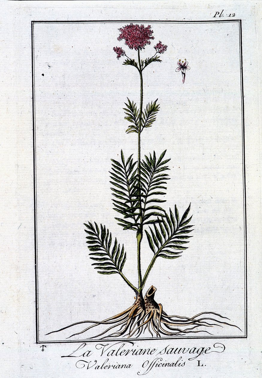 Divoký kozlík lékařský - v „Botanické cvičení pro obchodníky“ od J.C. Philiberta, im. z Crapelet v Paříži od Unknown artist