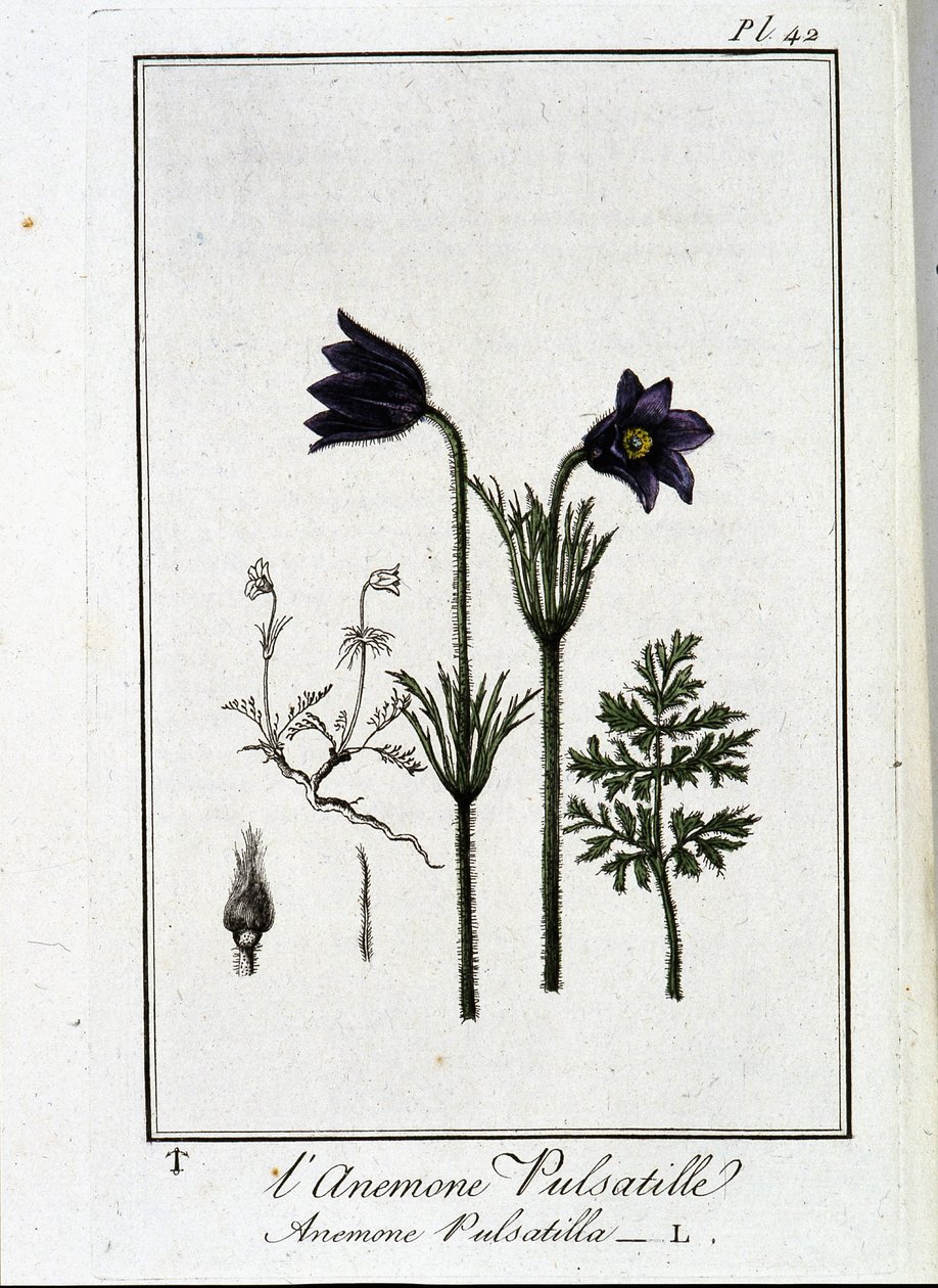 Sasanka pulsatilla - v „Cvičení z botaniky pro obchodníky“, kterou napsal J.C. Philibert, Imprimerie de Crapelet, Paříž od Unknown artist