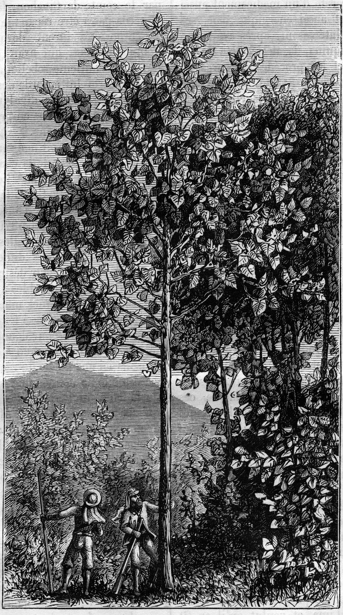 Strom v Quinquina (Cinchona officinalis). Gravírování v "přírodě" od Unknown artist