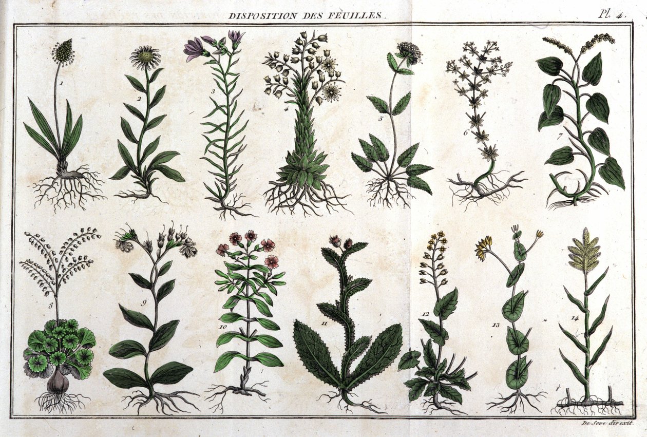 Rozložení listů: v „“ Flora Françoise, neboli stručný popis všech rostlin, které přirozeně rostou ve Francii, uspořádaných podle nové metody analýzy, ke které jsou uvedeny jejich méně nejednoznačné přednosti v lékařství a jejich užitečnost v od Unknown artist