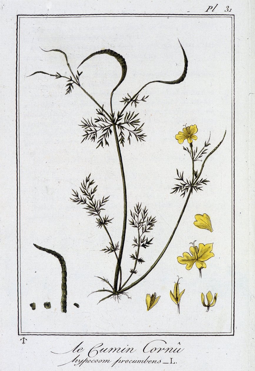 Rohatý kmín (Hypecoum procumbens) - v „Botanická cvičení pro obchodníky“, editoval J.C. Philibert, Imprimerie de Crapelet, Paříž od Unknown artist