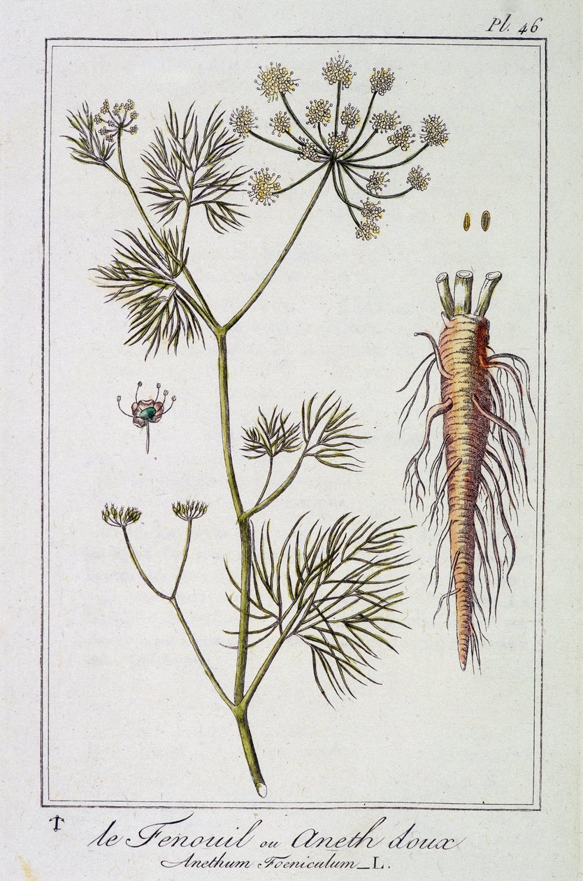 Fenykl nebo sladký kopr (Anethum Foeniculum) - v „Botanických cvičeních pro obchodníky“, editoval J.C. Philibert, Imprimerie de Crapelet, Paříž od Unknown artist