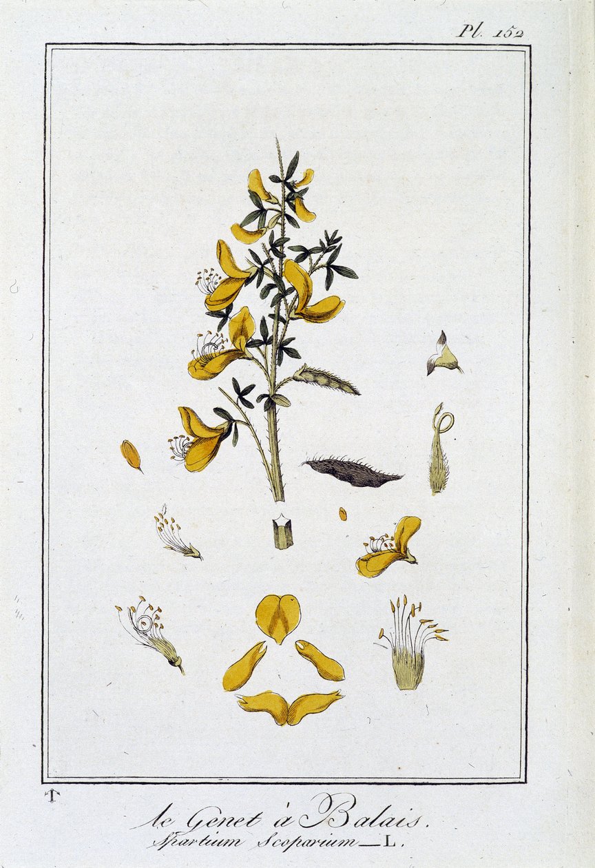 Le Genet a Broom (Spartium Scoparium) - v „Cvičení z botaniky pro obchodníky“, editoval J.C. Philibert, Imprimerie de Crapelet, Paříž od Unknown artist