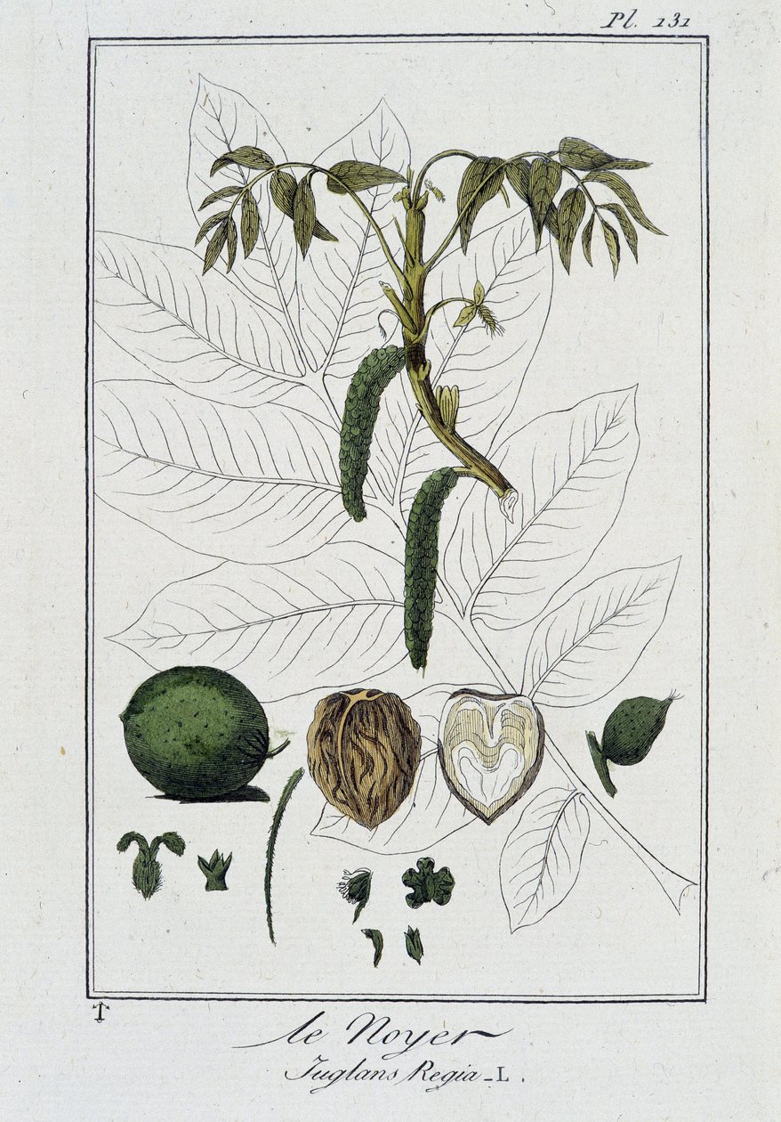 Le Noyer (Juglans Regia) - v „Cvičení z botaniky pro použití obchodníků“, kterou napsal J.C. Philibert, imp. Crapelet, Paříž od Unknown artist