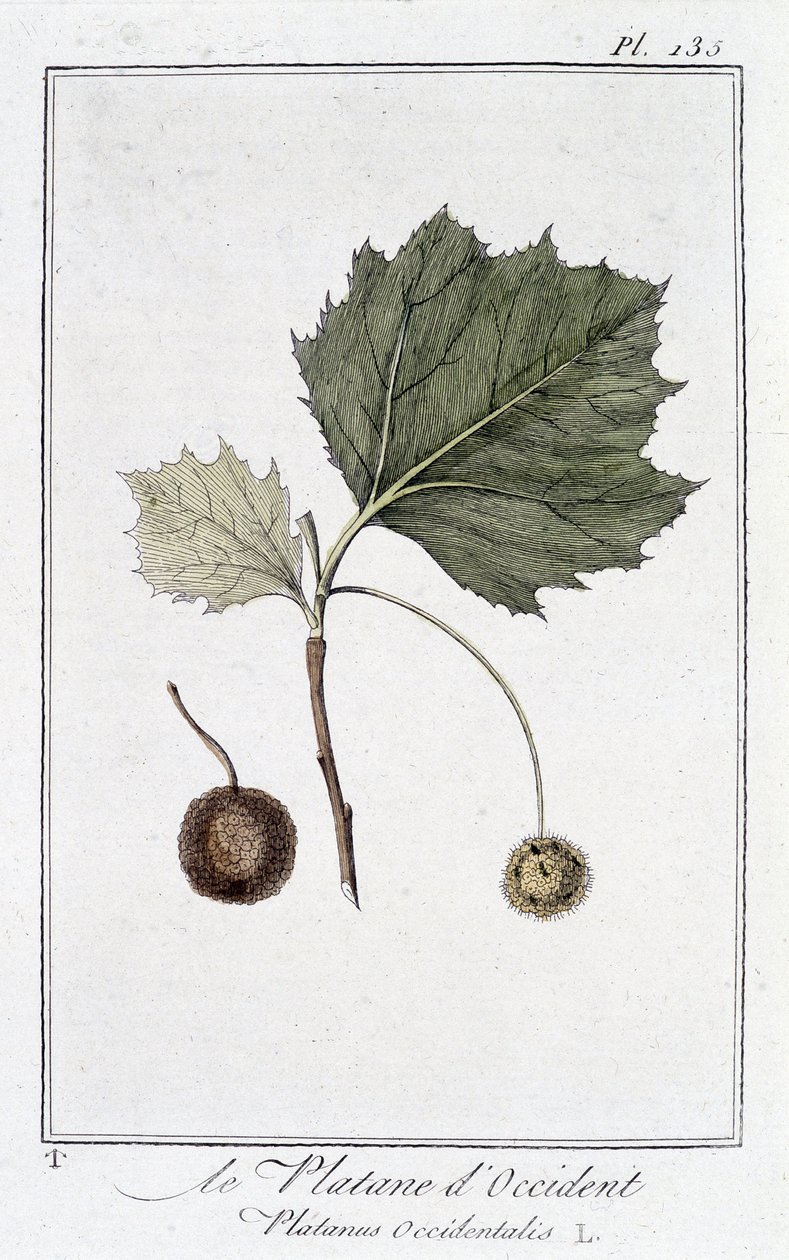 Západní rovina (Platanus occidentalis) - v „Botanická cvičení pro obchodníky“, editoval JC Philibert, Imprimerie de Crapelet, Paříž od Unknown artist