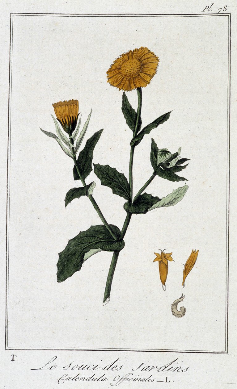 Měsíček lékařský (Calendula Officinalis) - v „Cvičení z botaniky pro použití obchodníků“, kterou napsal J.C. Philibert, im. Crapelet, Paříž od Unknown artist