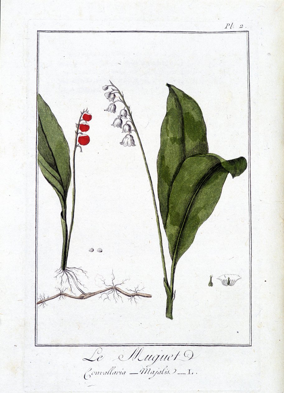 Drozd (Convallaria Majalis) - v „Cvičení z botaniky pro použití obchodníků“, napsal J. C. Philibert, Imprimerie de Crapelet, Paříž od Unknown artist