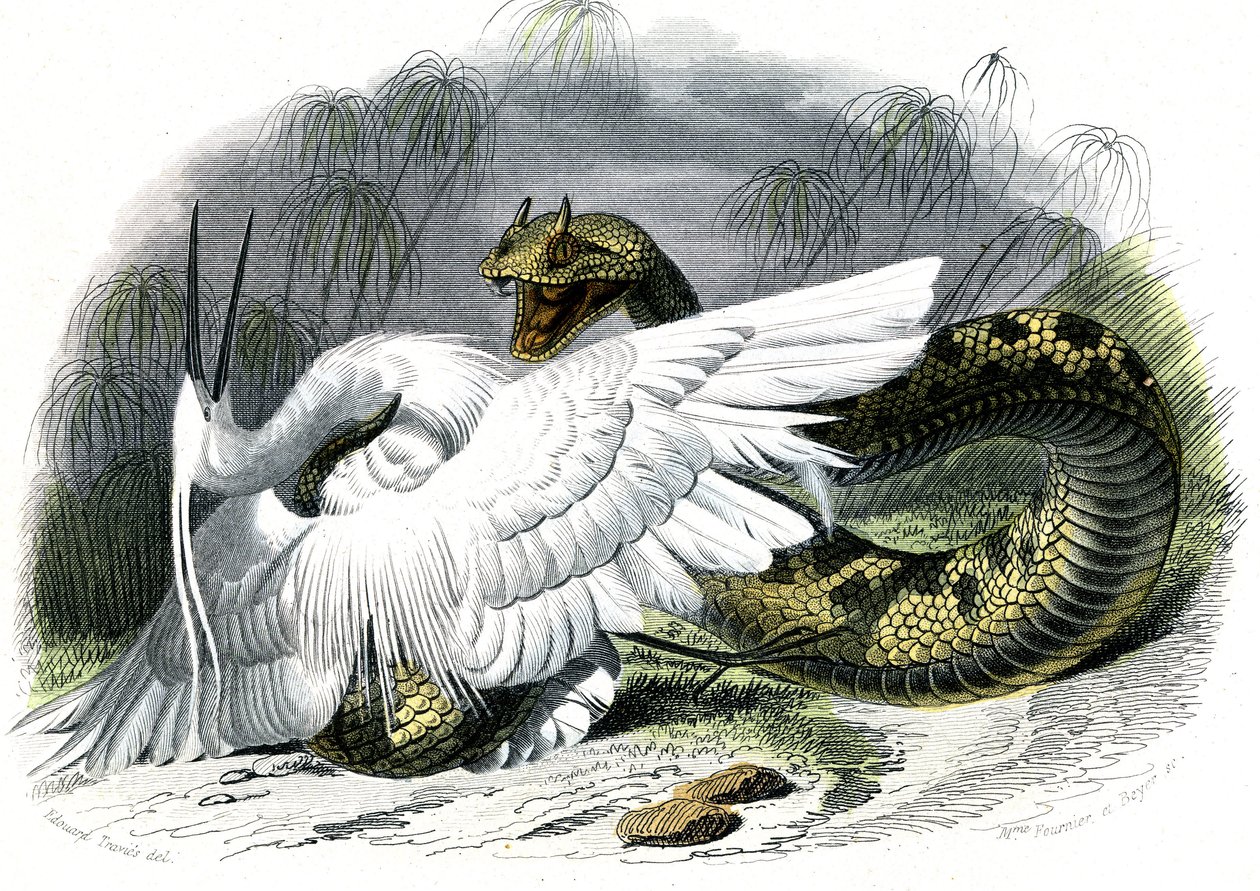 Le ceraste (Vipera cerastes) - Bernard Germain de Lacepeden (1856-1925) luonnonhistoriallinen lautanen, painos P.Furme, Pariisi od Unknown artist
