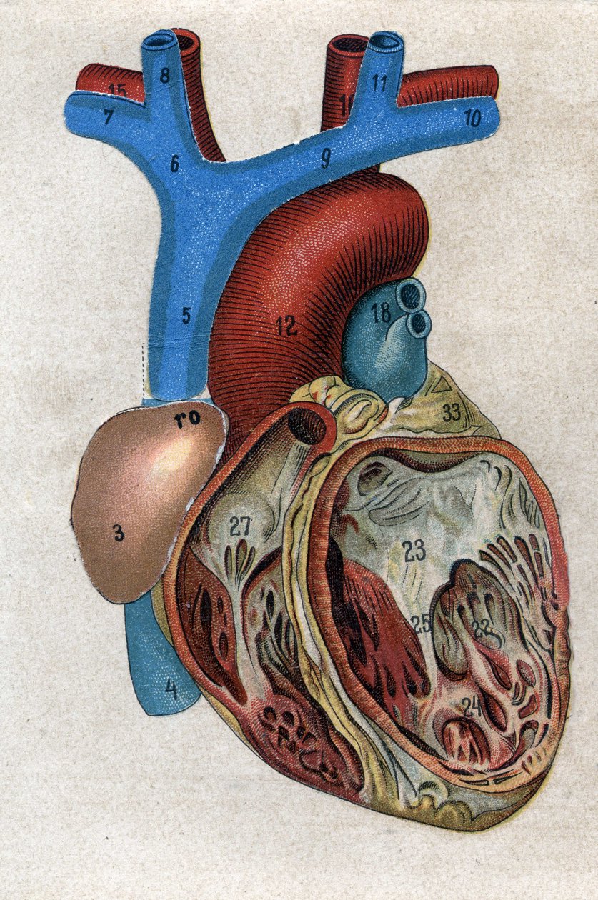 Le coeur.in „Nový přírodní lék“ od F.E. Bilze. 1898. od Unknown artist