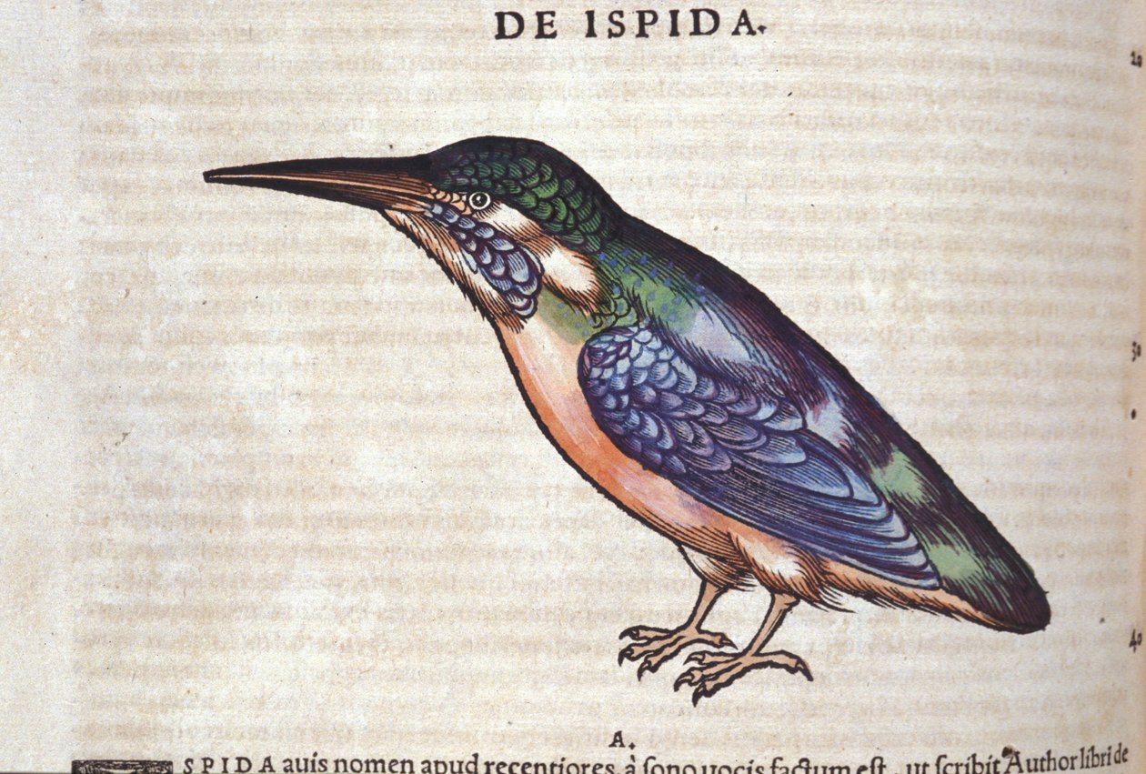 Le guêpier v Historia Animalium od Conrada Gesnera (1516 - 1565), Tiguri od Unknown artist