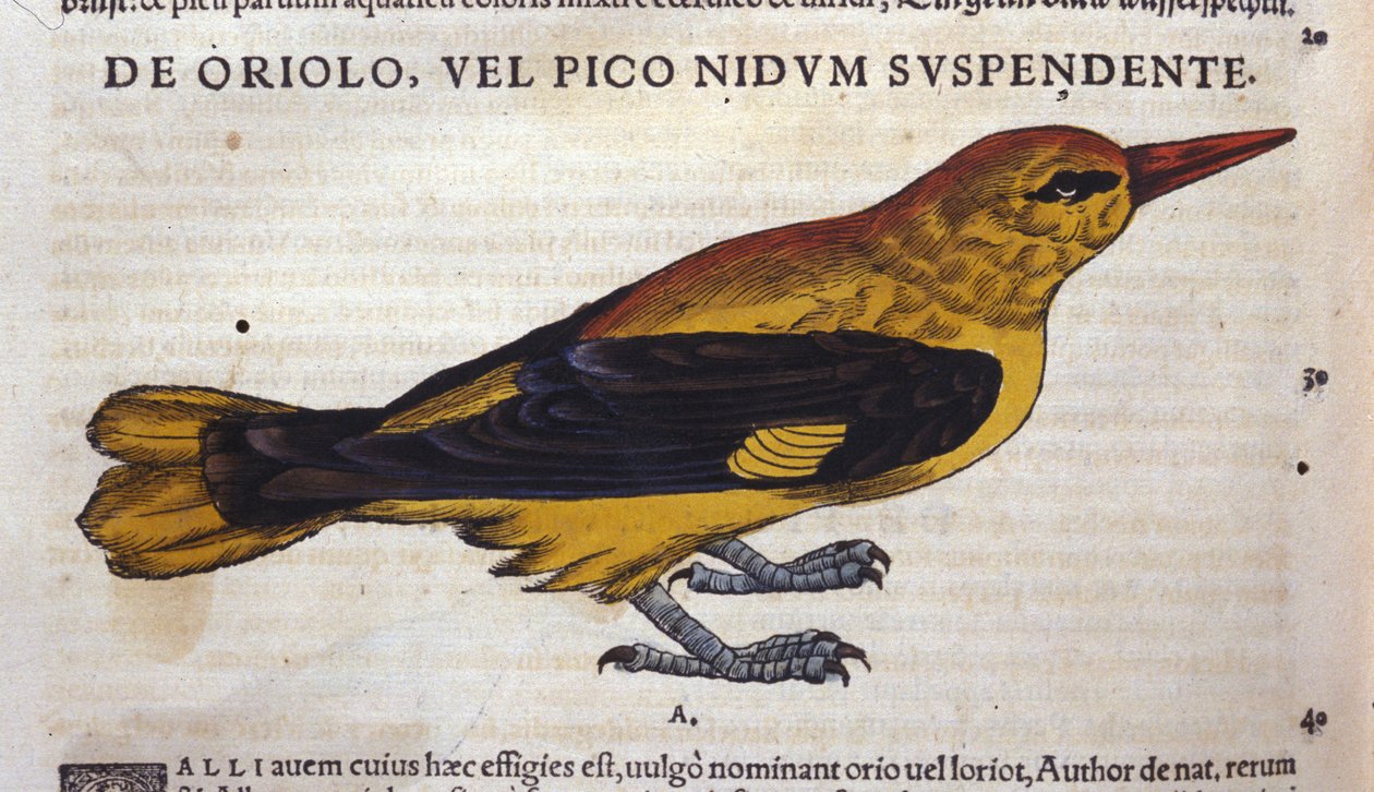Obraz v Historia Animalium od Conrada Gesnera (1516 - 1565), Tiguri od Unknown artist