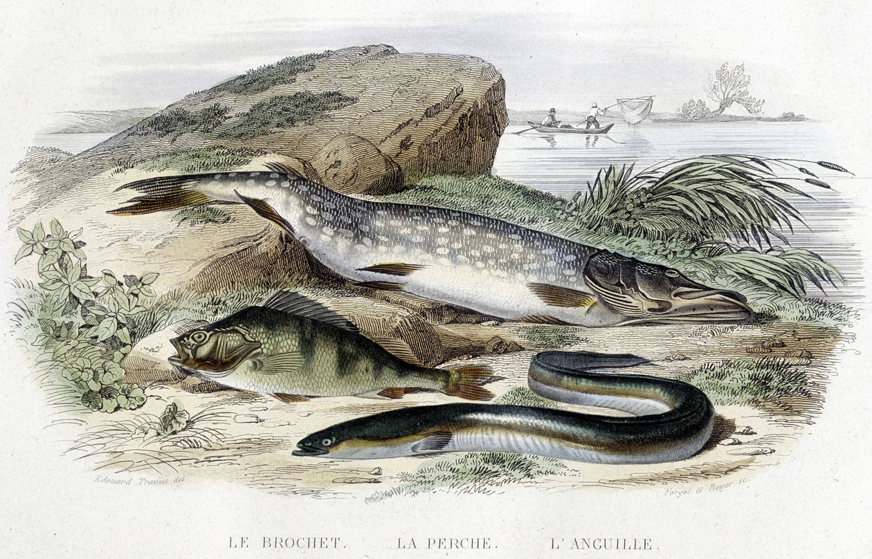 Štika, okoun a úhoř - v „Histoire naturelle“ od Lacépède, T.II, ed. Furne and Co., Paříž od Unknown artist