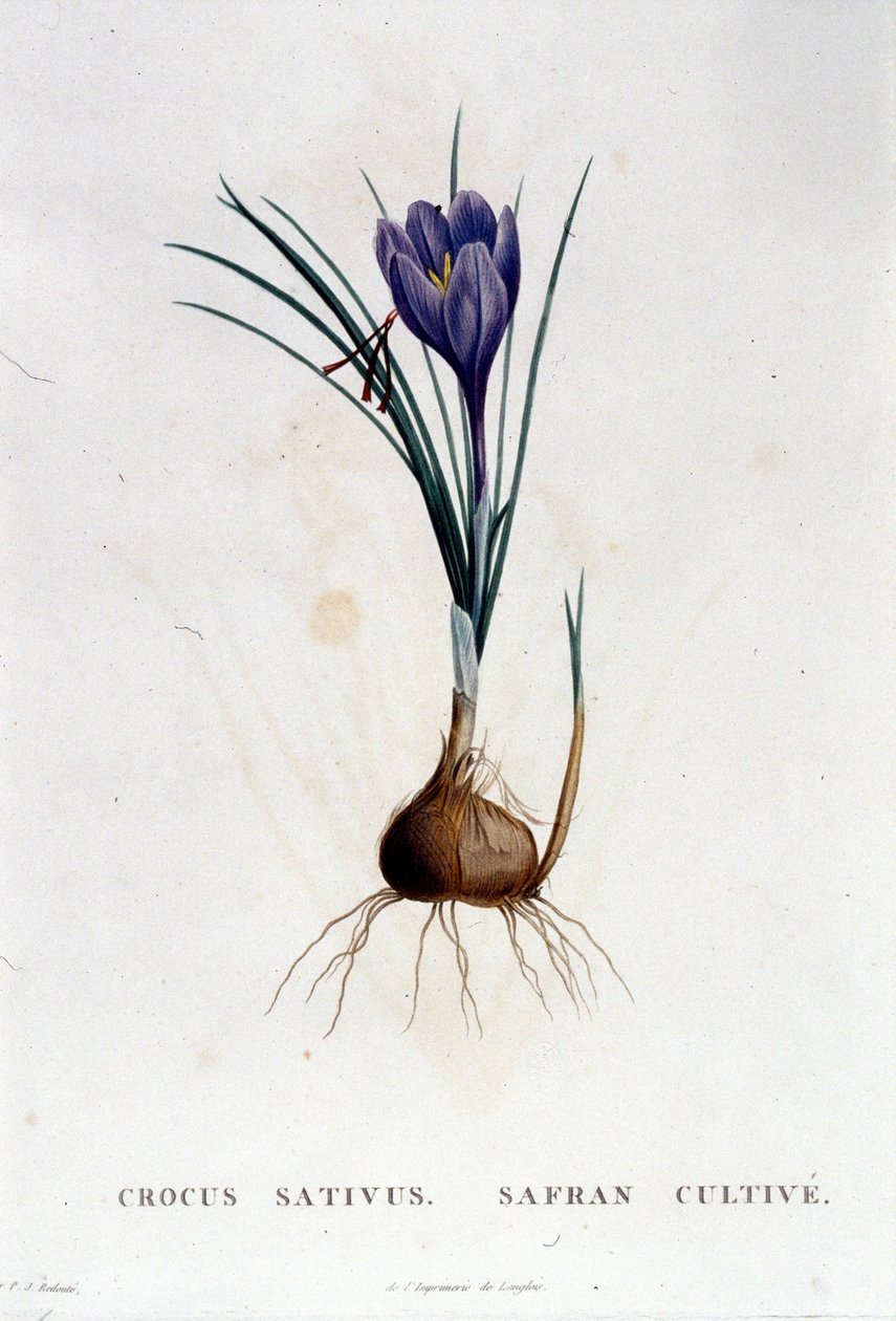 Šafrán (Crocus sativus) podle Botanique di J. Rousseau, Paříž 1822. od Unknown artist