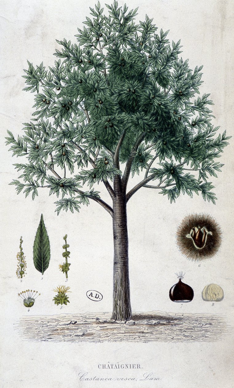 Listy, ovocný a kaštanový strom, botanická deska od Unknown artist