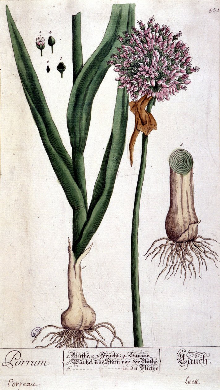Pórek - botanická deska od Unknown artist