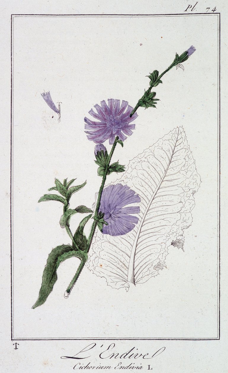 Endive (Cichorium Endivia) - v „Cvičení z botaniky pro použití obchodníků“, napsal J. C. Philibert, Imprimerie de Crapelet, Paříž od Unknown artist