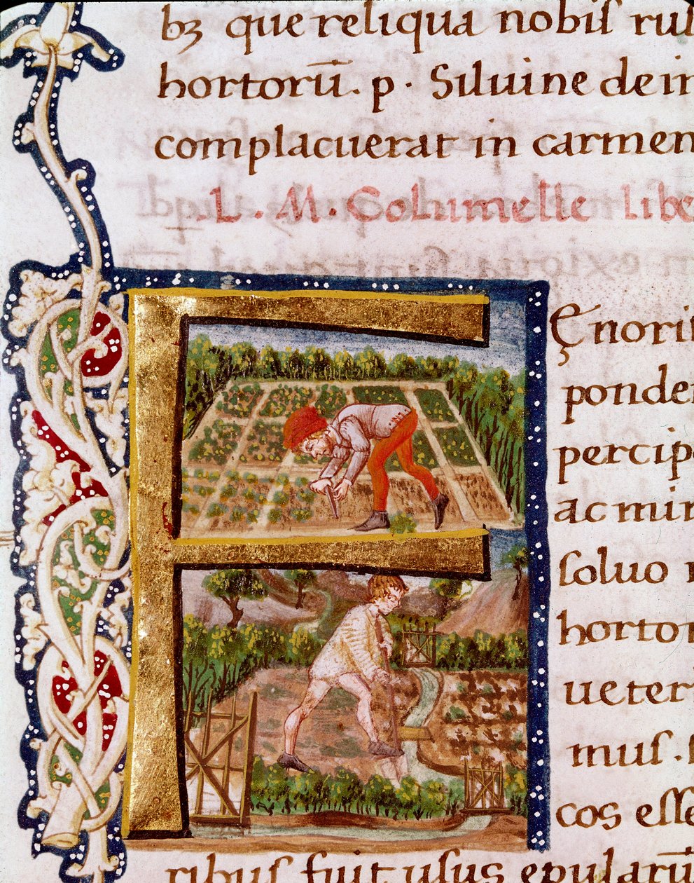 Lettrine F z kapitoly o zahradnictví: scény z pláží a zavlažování. Miniatura převzatá z „“De re rustica““ od agronoma Luciuse Iunia Moderatuse Columella (1. století) (Ms.E-39). 15. století. Řím, Biblioteca Vallicelliana od Unknown artist