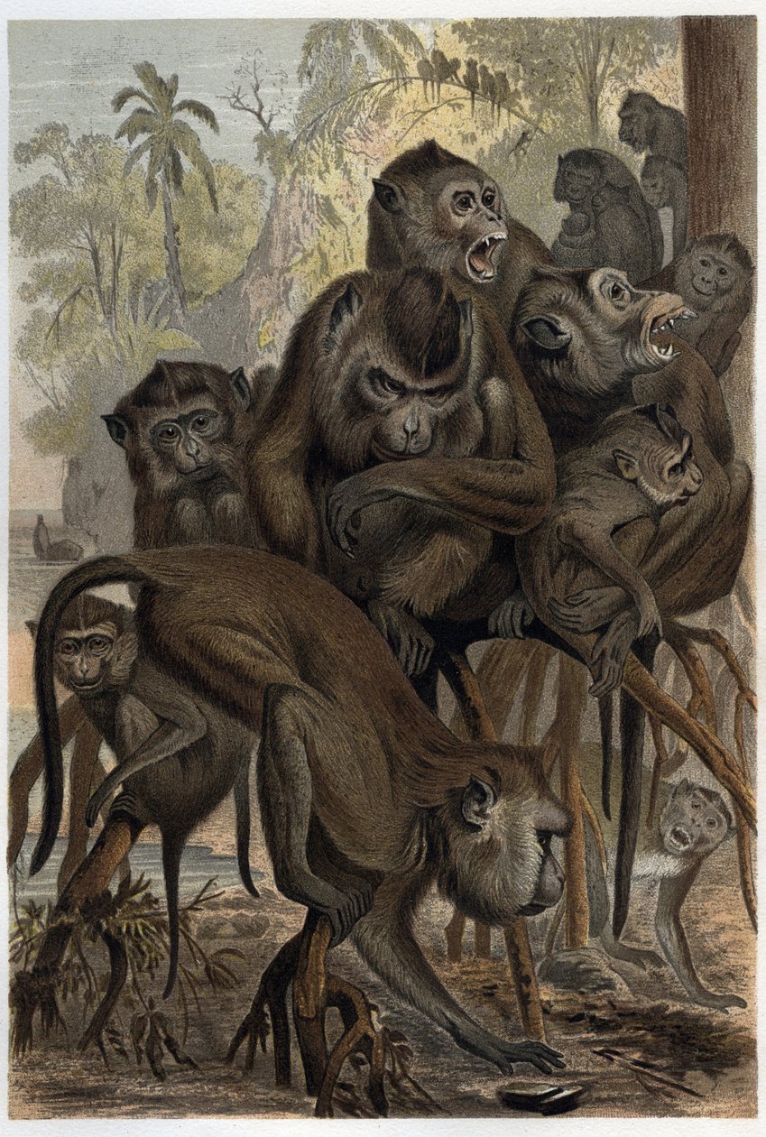 Makakové (Macaca) (Cercopithecinae) - rytina z „“Brehmova života zvířat”” od Alfreda Edmunda Brehma (1829-1884) od Unknown artist